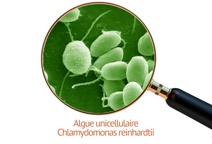 algue Chlamydomonas reinhardtii ed laquelle est issue la protéine channelrhodopsine 2 algue Chlamydomonas reinhardtii ed laquelle est issue la protéine channelrhodopsine 2